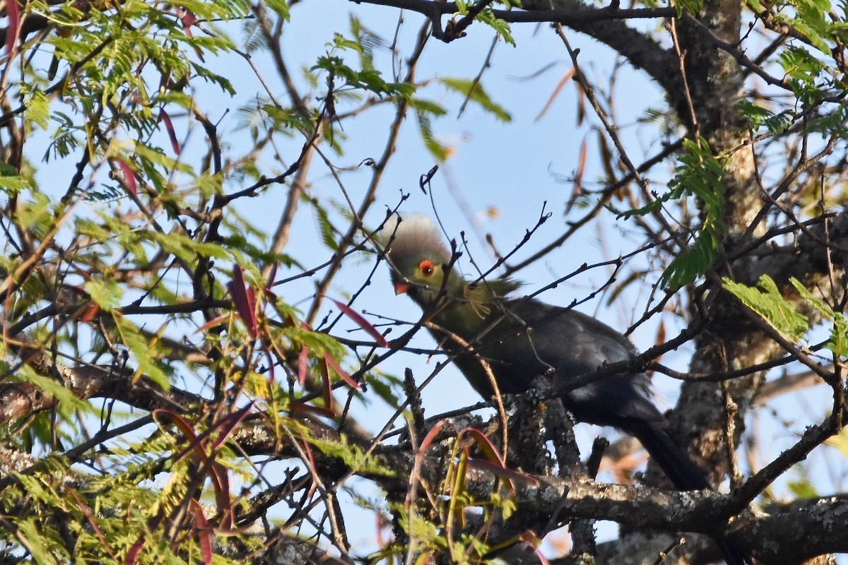 Prince Ruspoli's Turaco - ML175380831