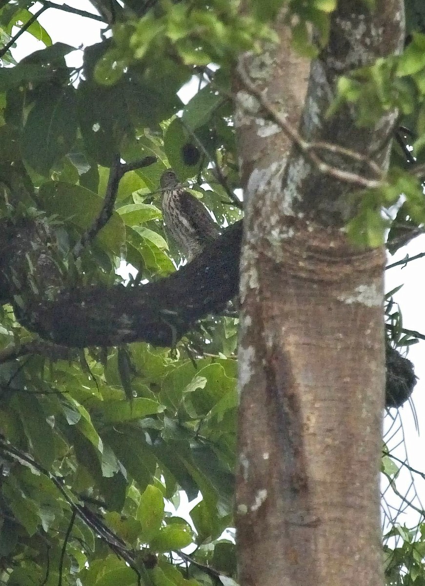 Crested Goshawk - ML175380971