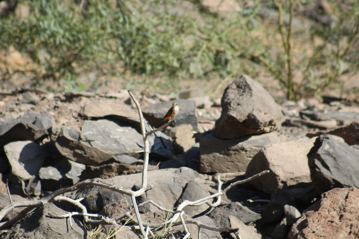 Vermilion Flycatcher - Enrique Flores García