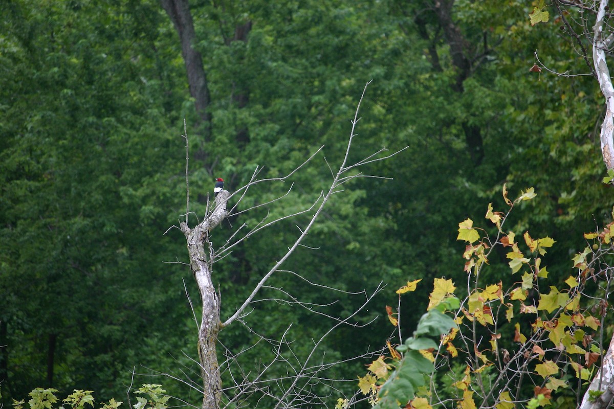 Red-headed Woodpecker - Chris Barrigar