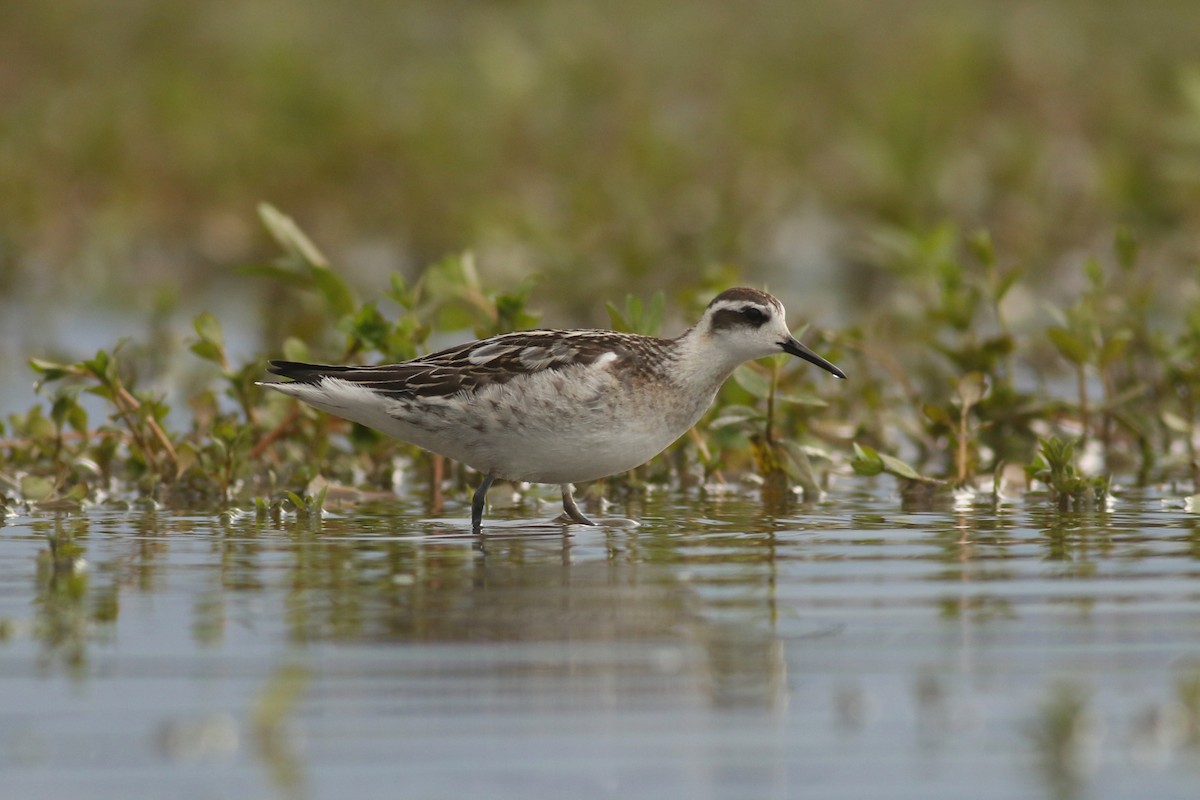 Red-necked Phalarope - ML175388821