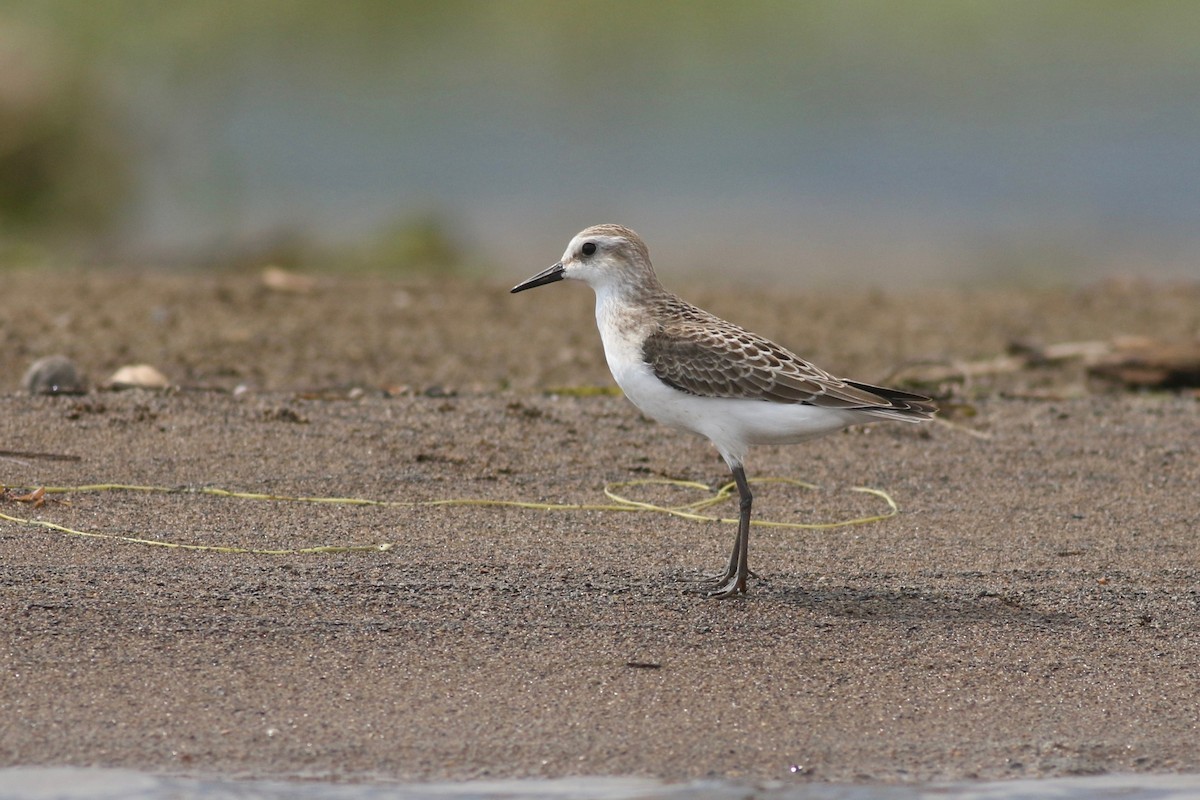 Semipalmated Sandpiper - ML175388861