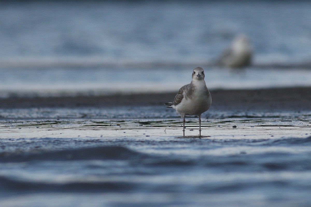 Sabine's Gull - Zach Millen