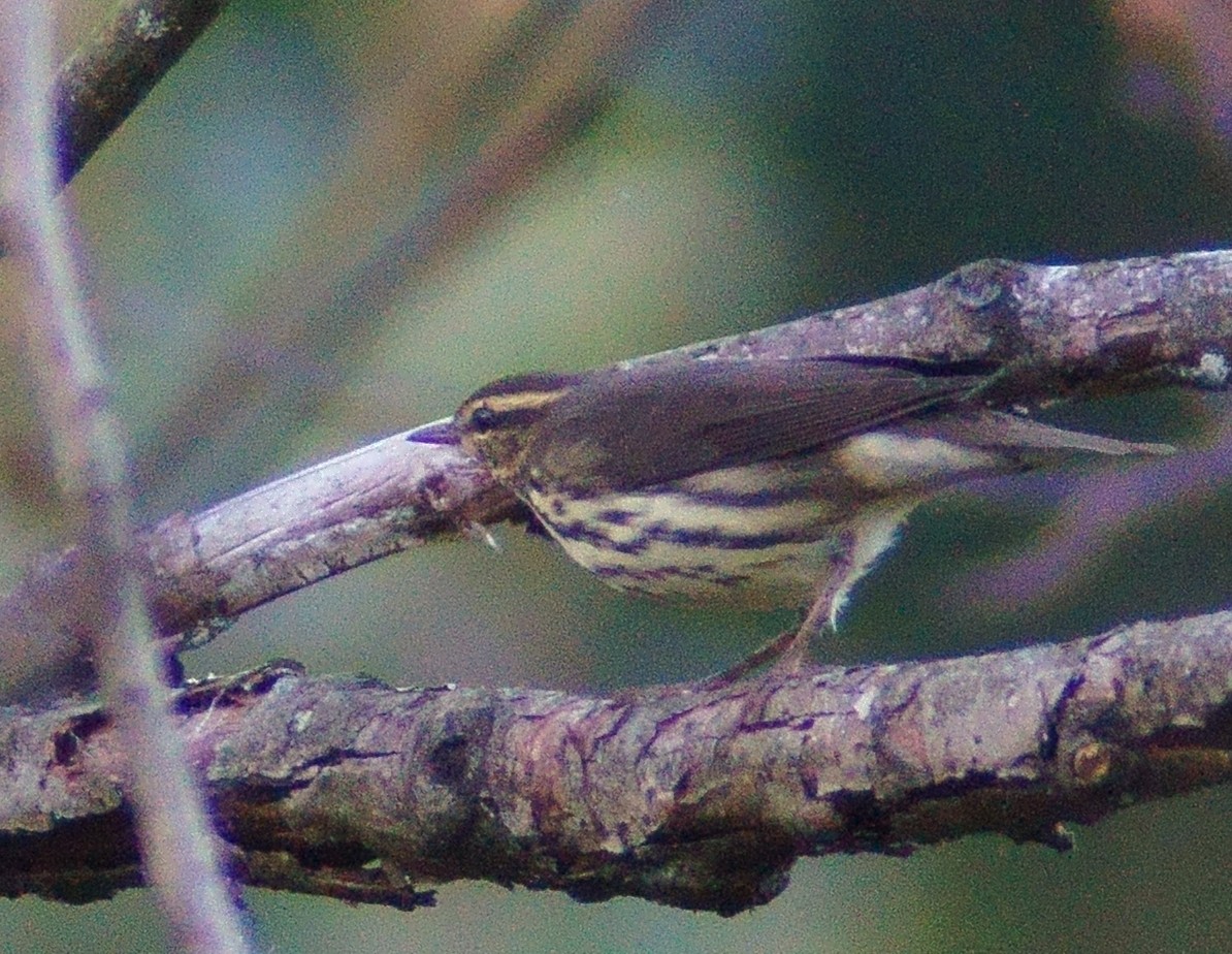 Northern Waterthrush - Victor Wong