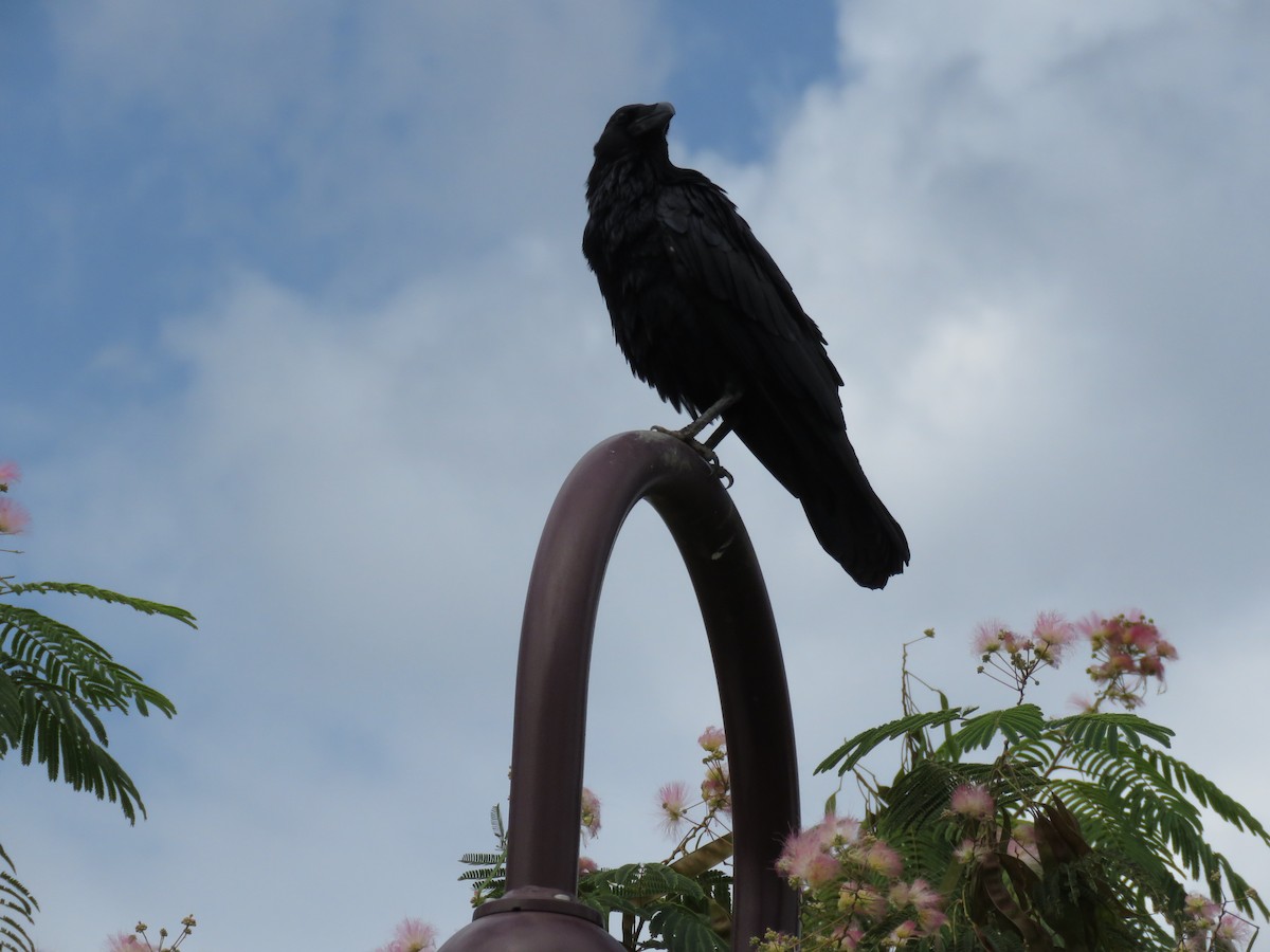 Common Raven - ML175395661