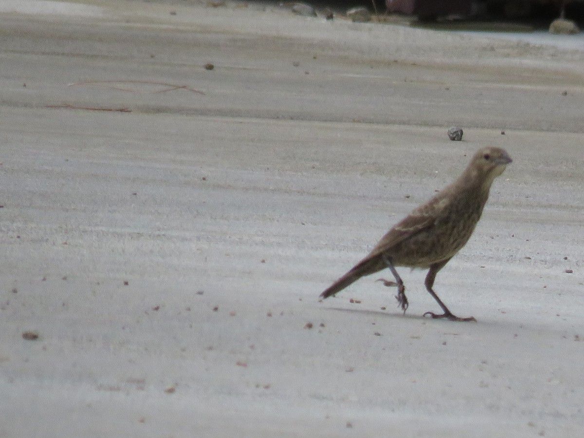 Brown-headed Cowbird - Ursula K Heise