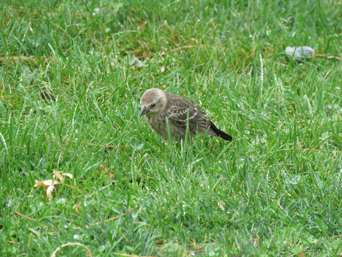 Brown-headed Cowbird - ML175396121