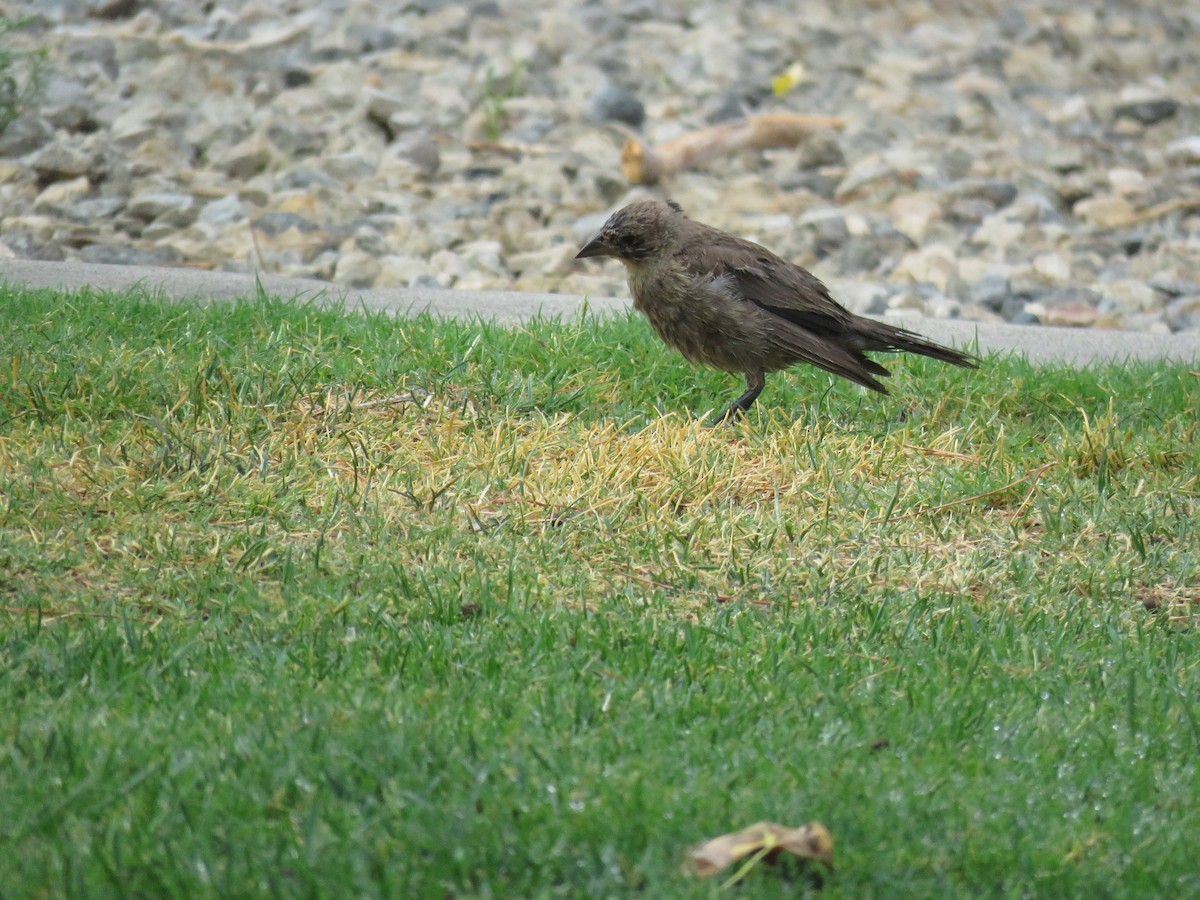 Brown-headed Cowbird - ML175396141