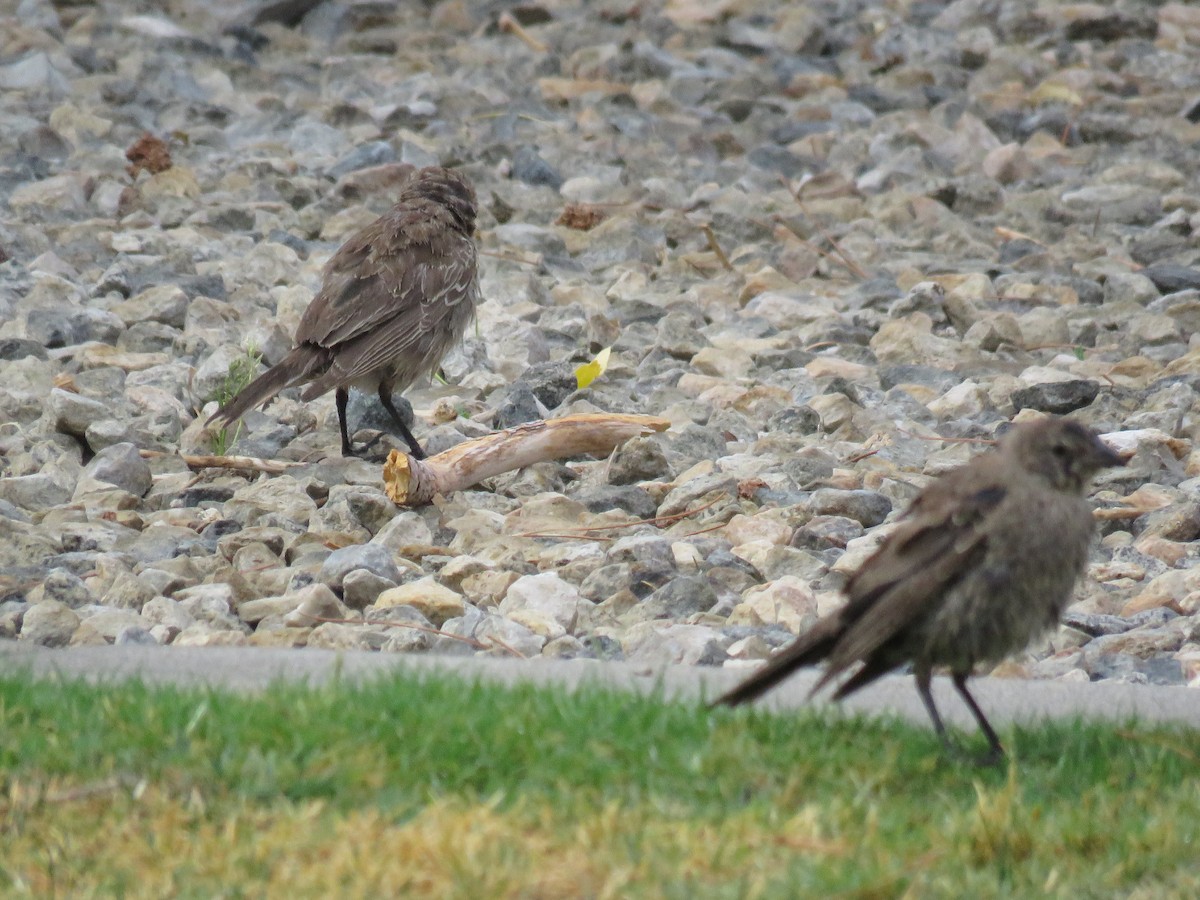 Brown-headed Cowbird - Ursula K Heise