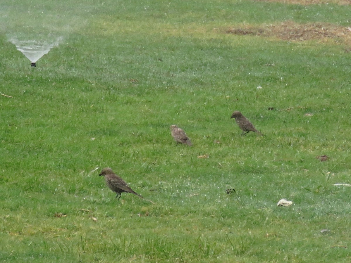 Brown-headed Cowbird - Ursula K Heise