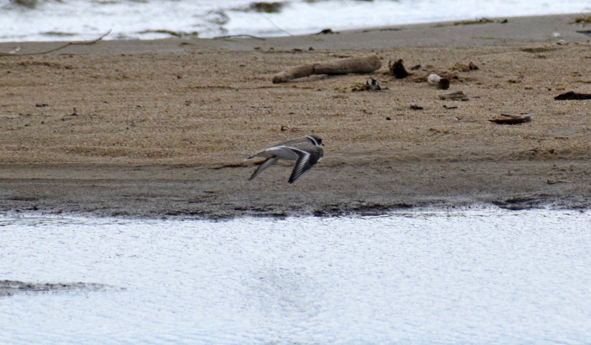 Semipalmated Plover - ML175397191