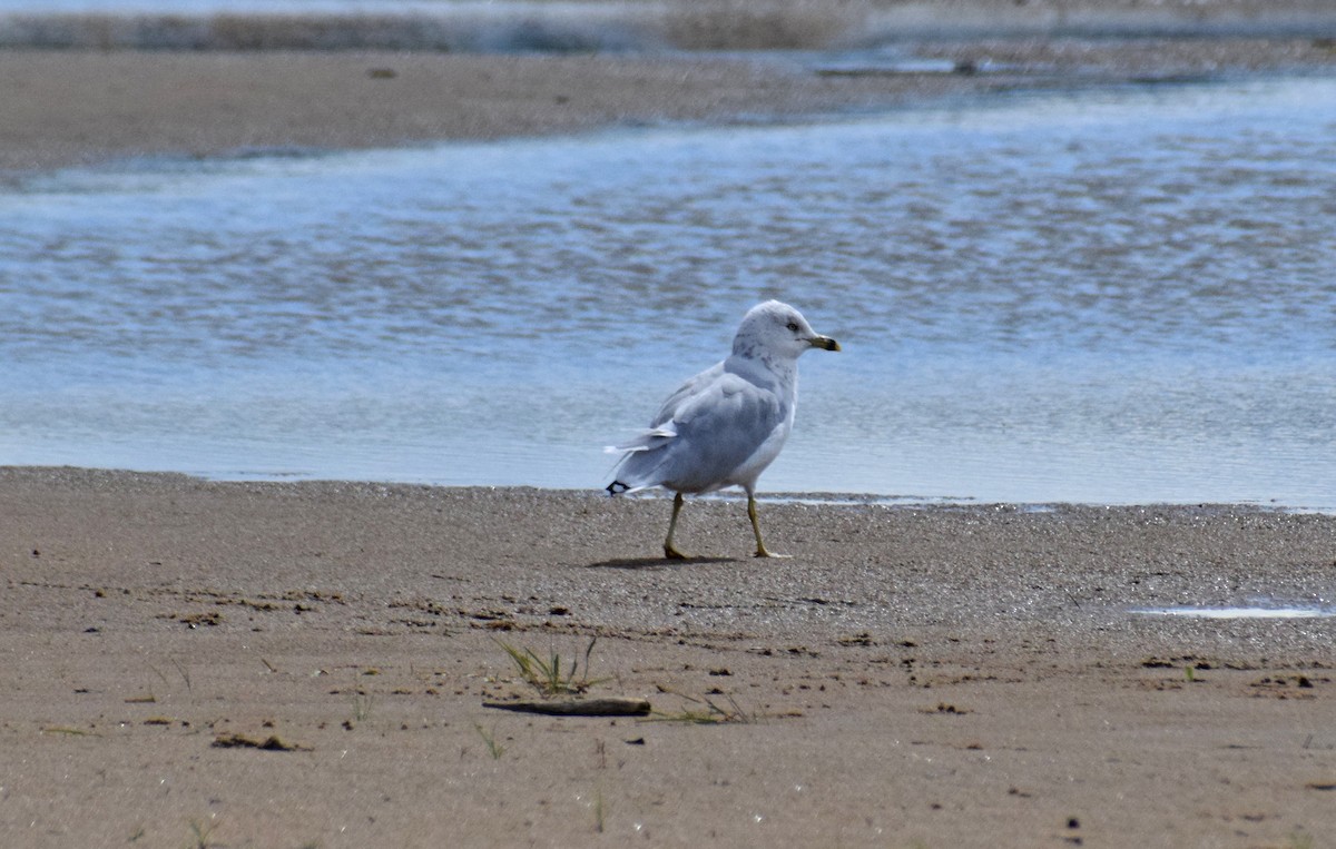 Ring-billed Gull - Robert Allie