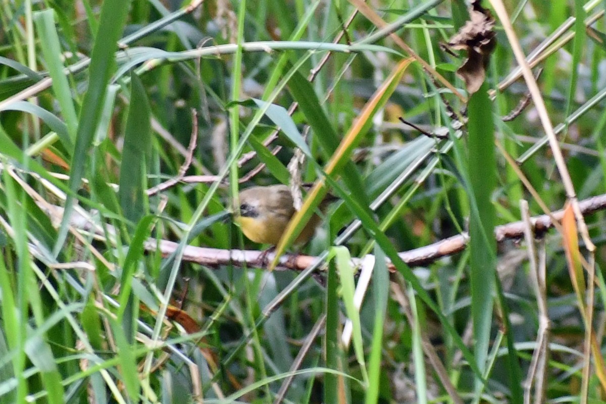 Common Yellowthroat - ML175397681