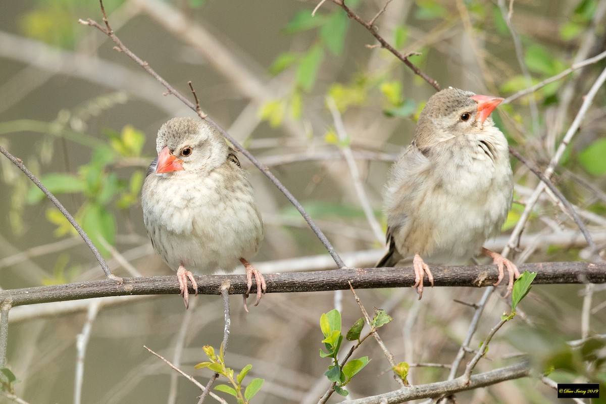 Red-billed Quelea - ML175398801