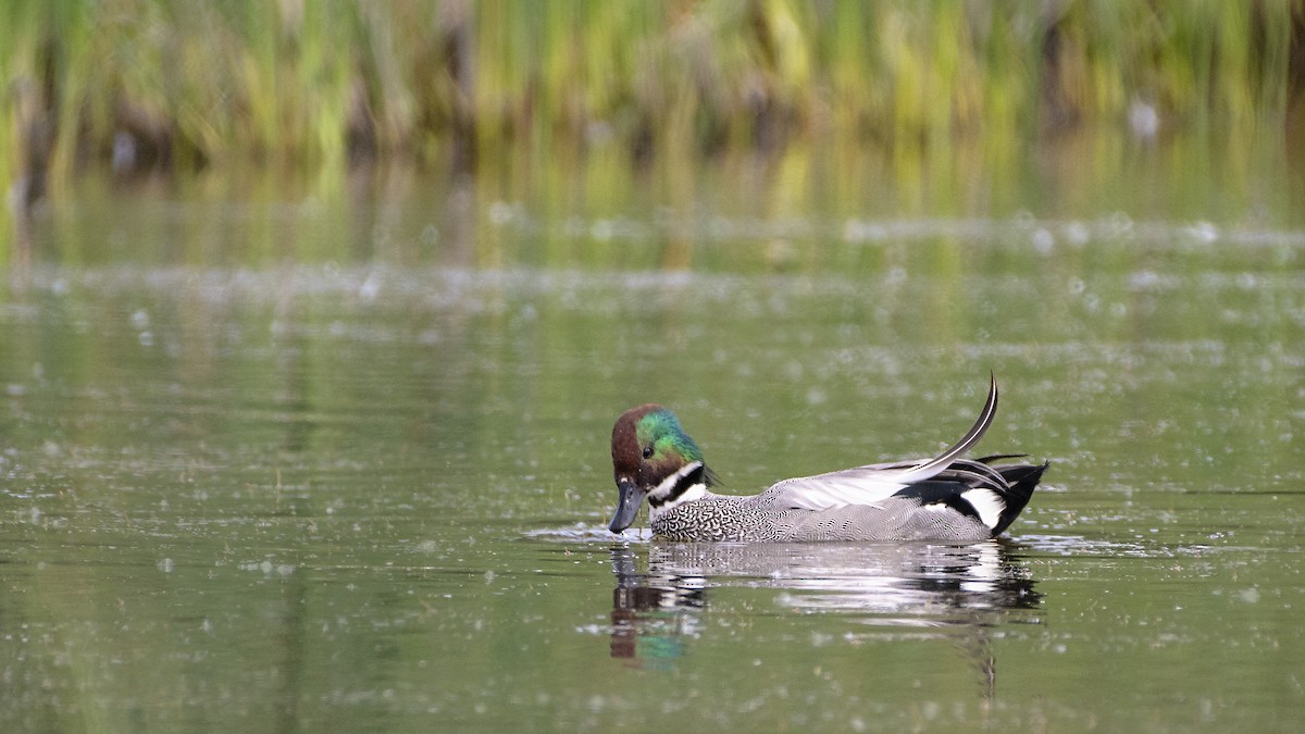 Falcated Duck - ML175398891