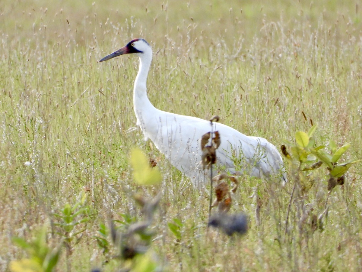 Whooping Crane - ML175398911