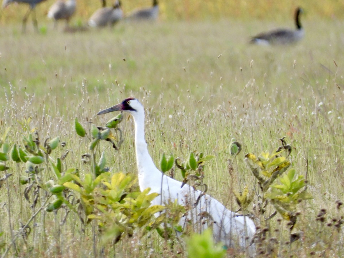 Whooping Crane - ML175398921