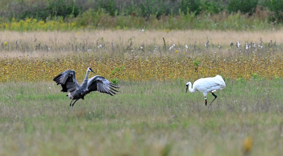 Whooping Crane - ML175398931