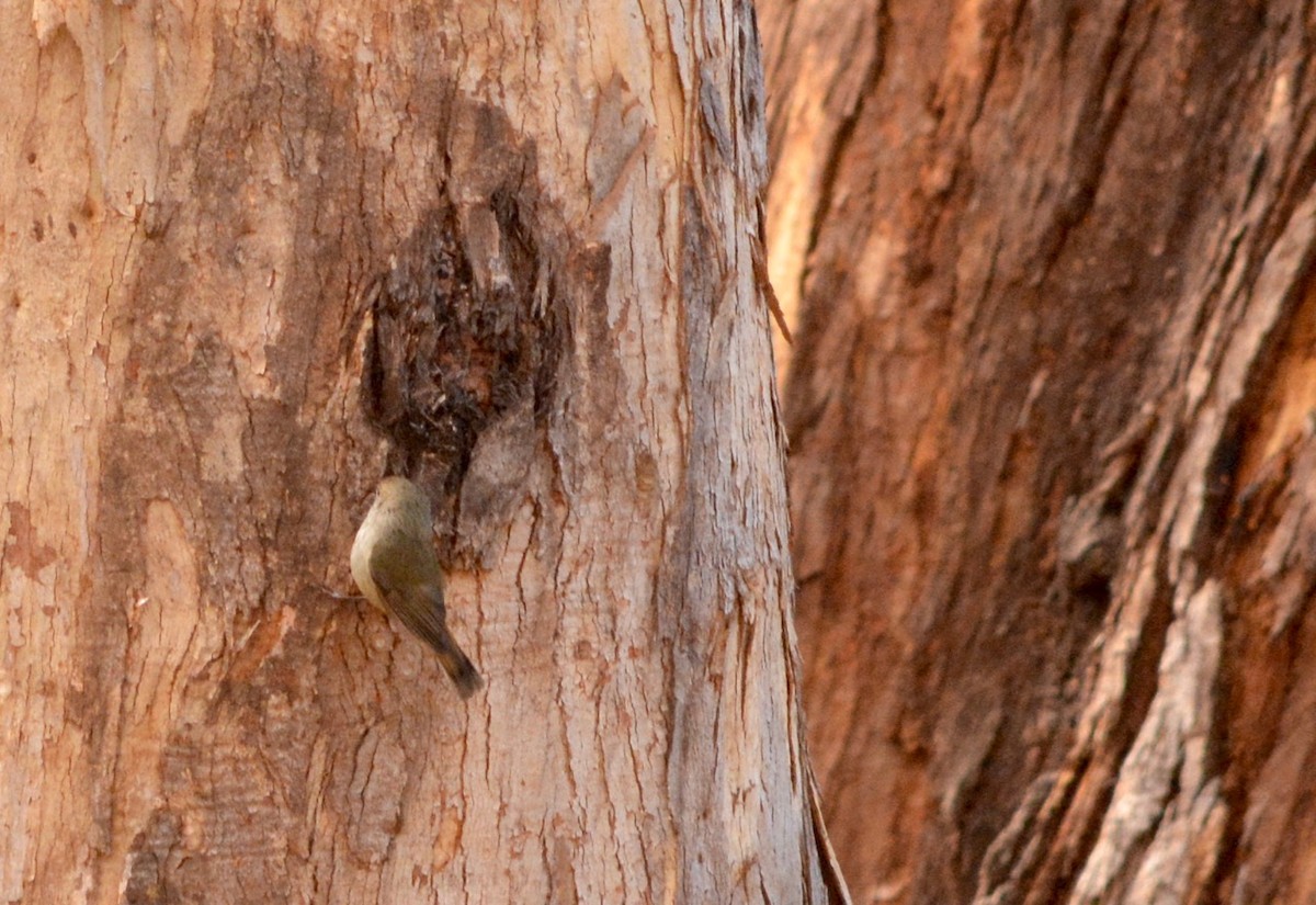 Tasmanian/Brown Thornbill - ML175399361