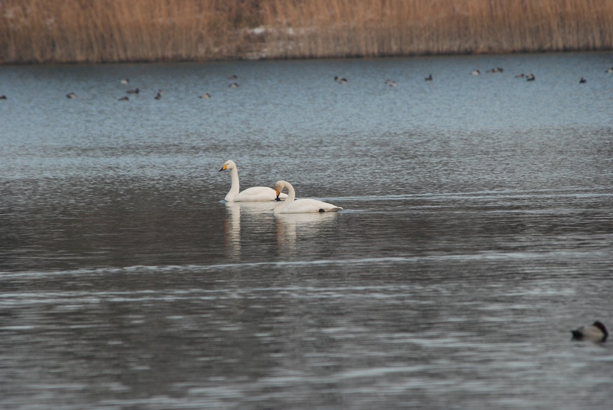 Whooper Swan - ML175400241