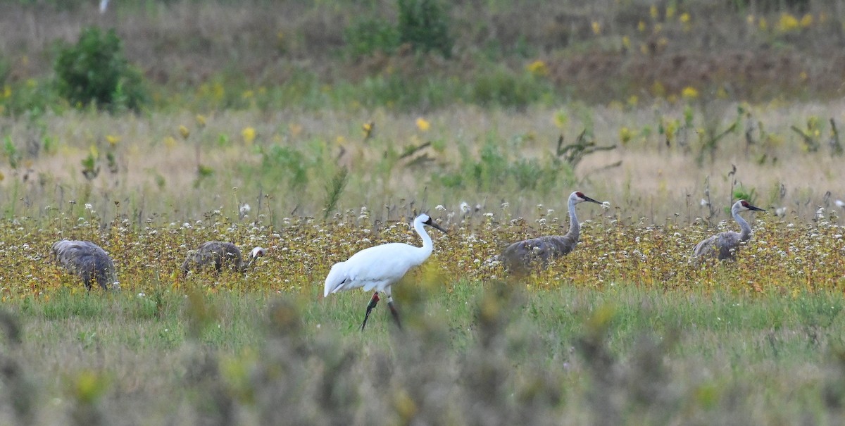 Whooping Crane - Linda Schwegman