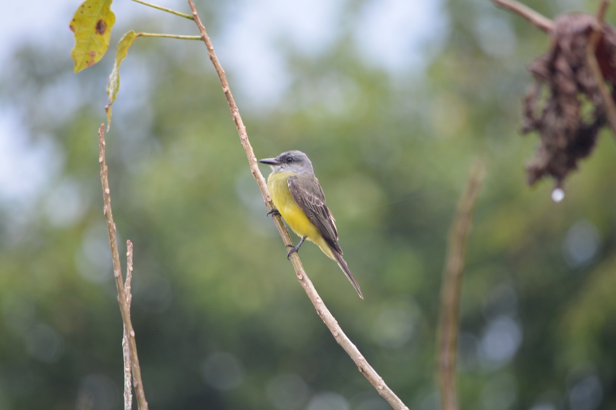 White-throated Kingbird - ML175400601