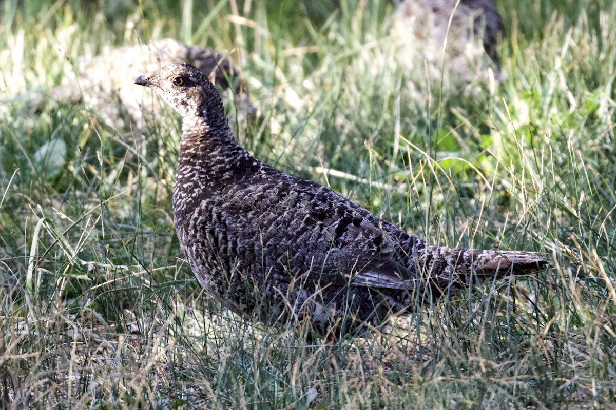 Sooty Grouse - ML175400891