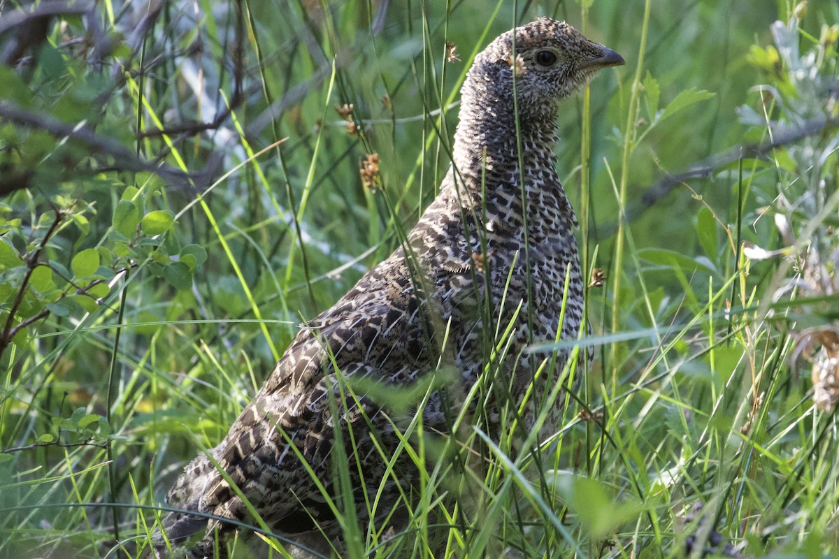 Sooty Grouse - Mike Sanders