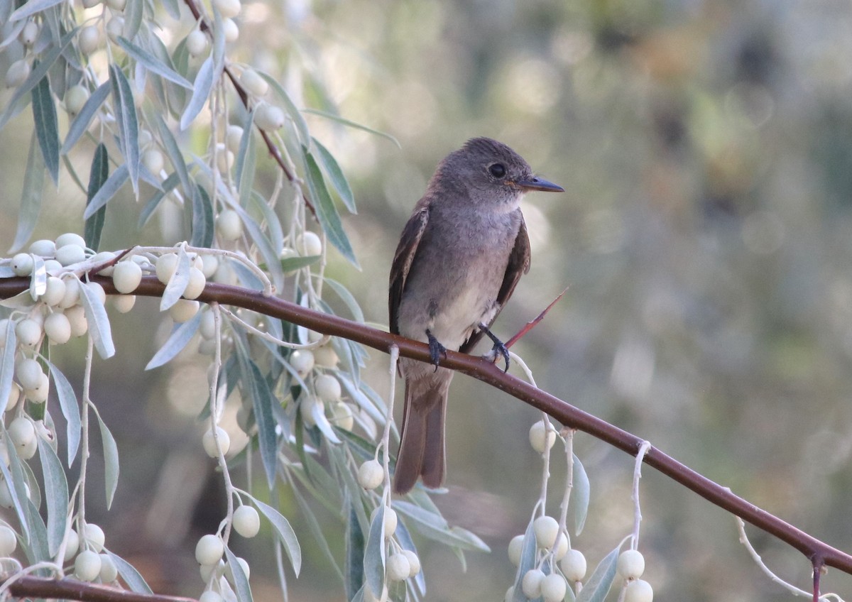 Western Wood-Pewee - ML175402571