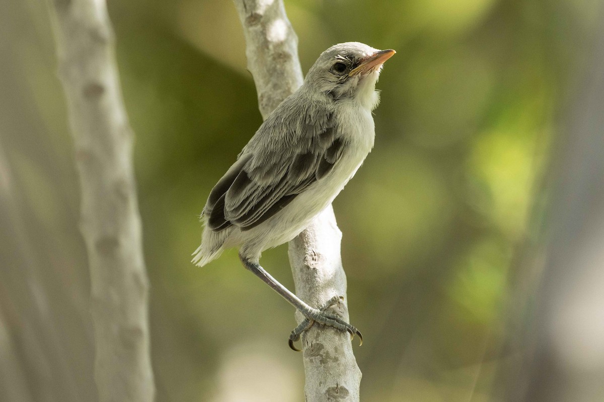 Kiritimati Reed Warbler - ML175403381