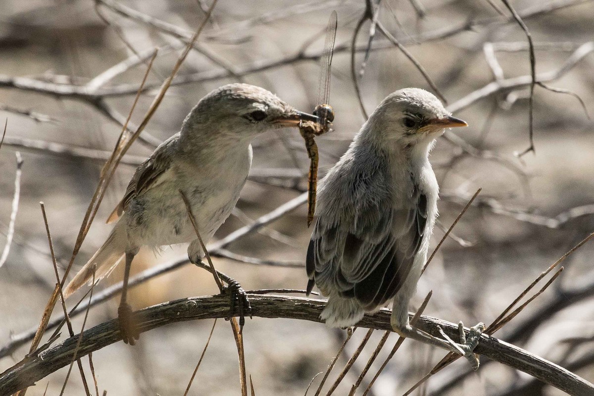 Kiritimati Reed Warbler - ML175403471