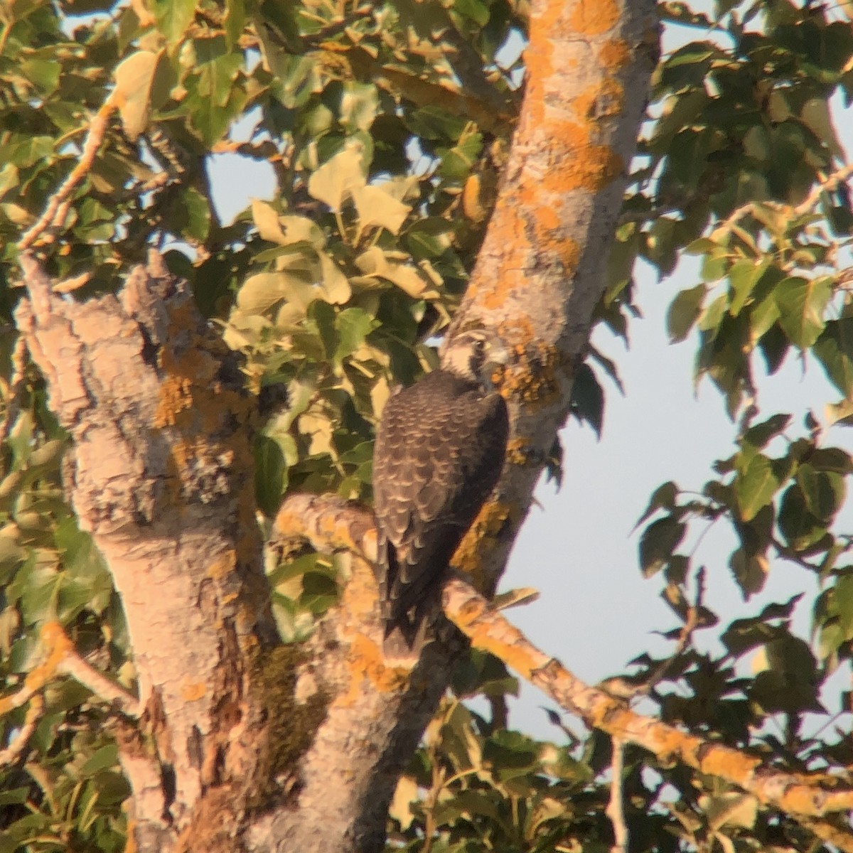 Peregrine Falcon - ML175403671