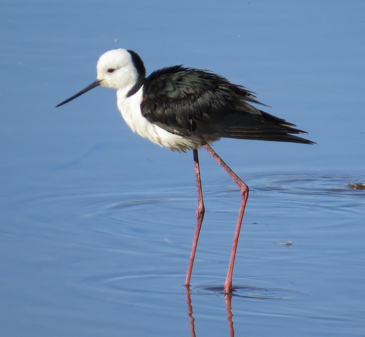 Pied Stilt - ML175403931