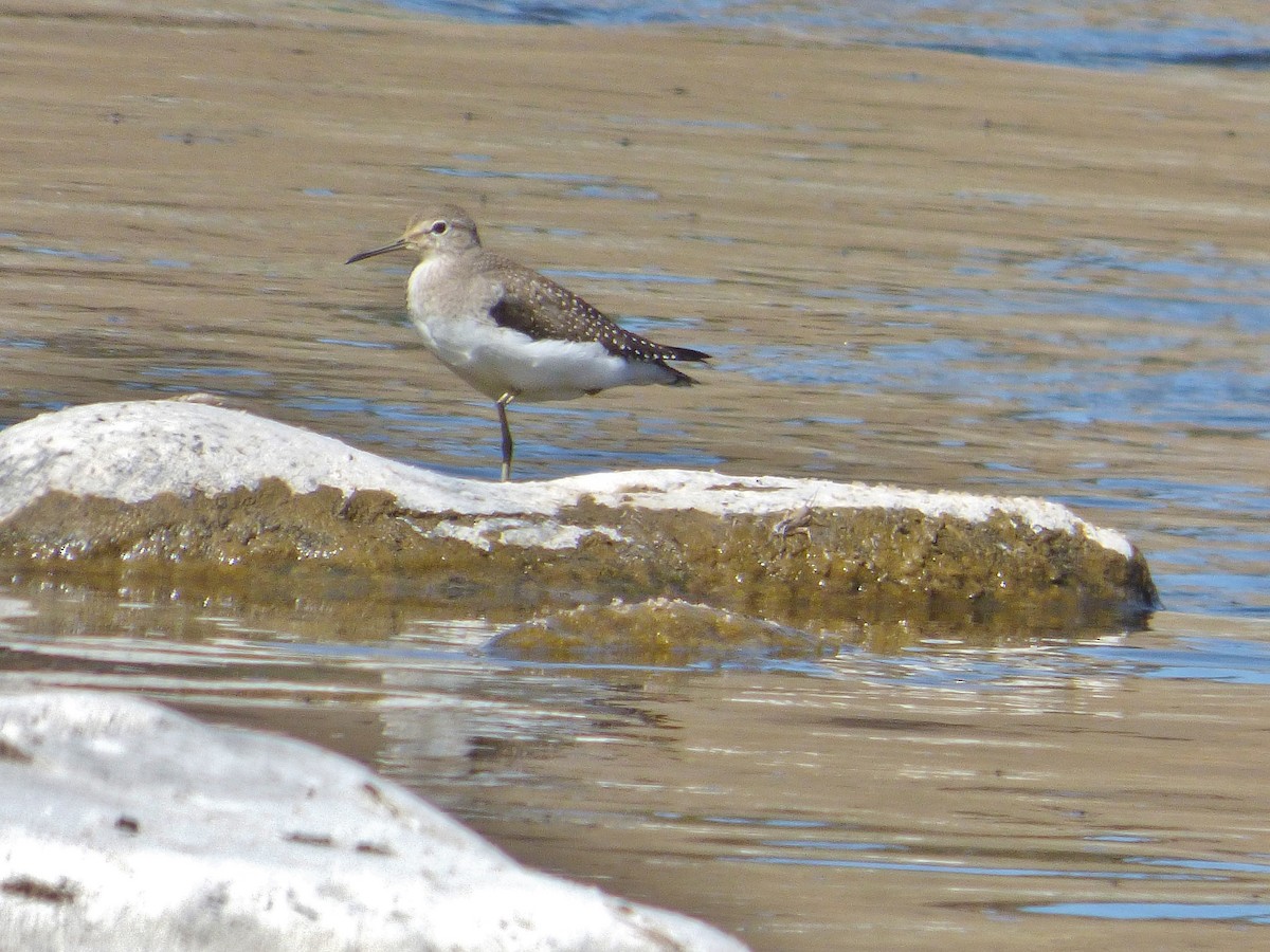 Solitary Sandpiper - ML175403941