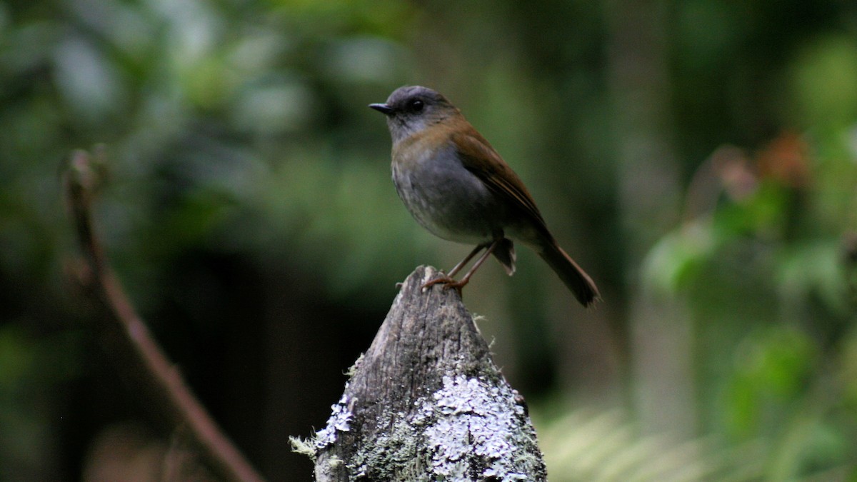 Black-billed Nightingale-Thrush - ML175404421
