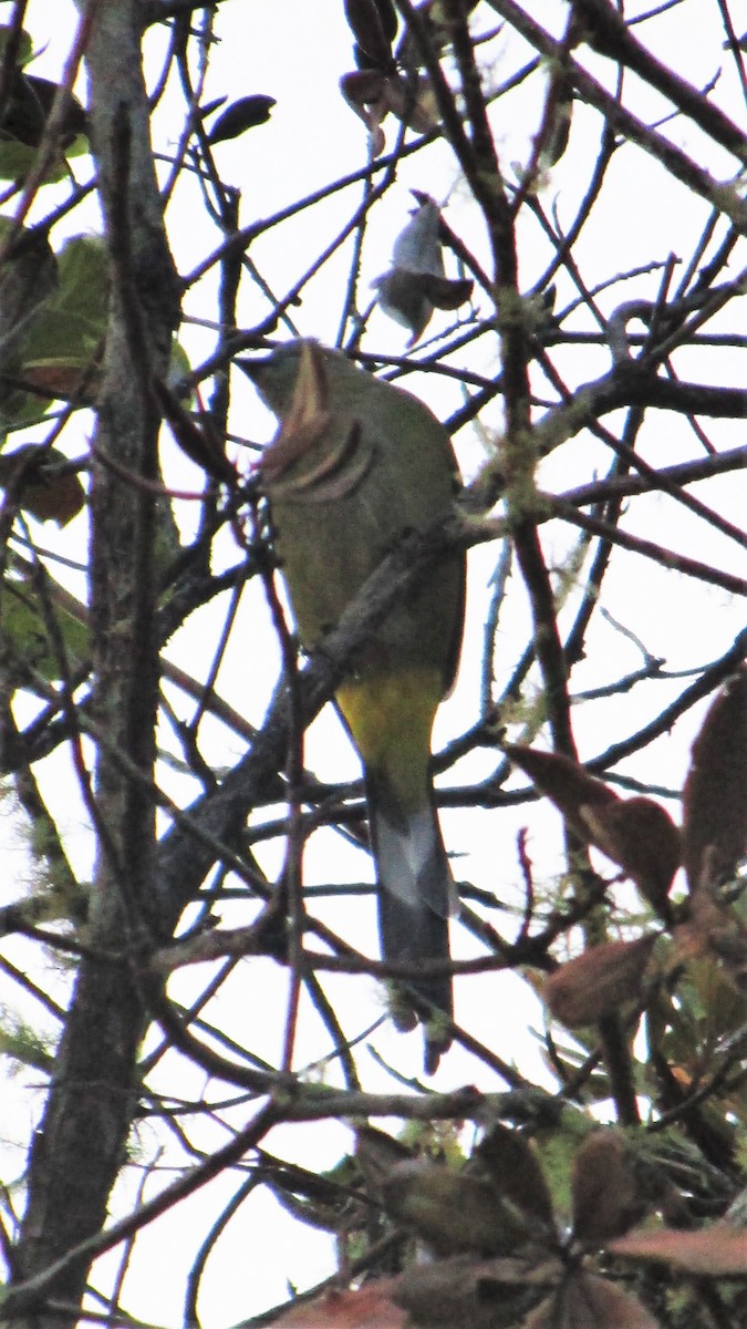 Long-tailed Silky-flycatcher - ML175404561