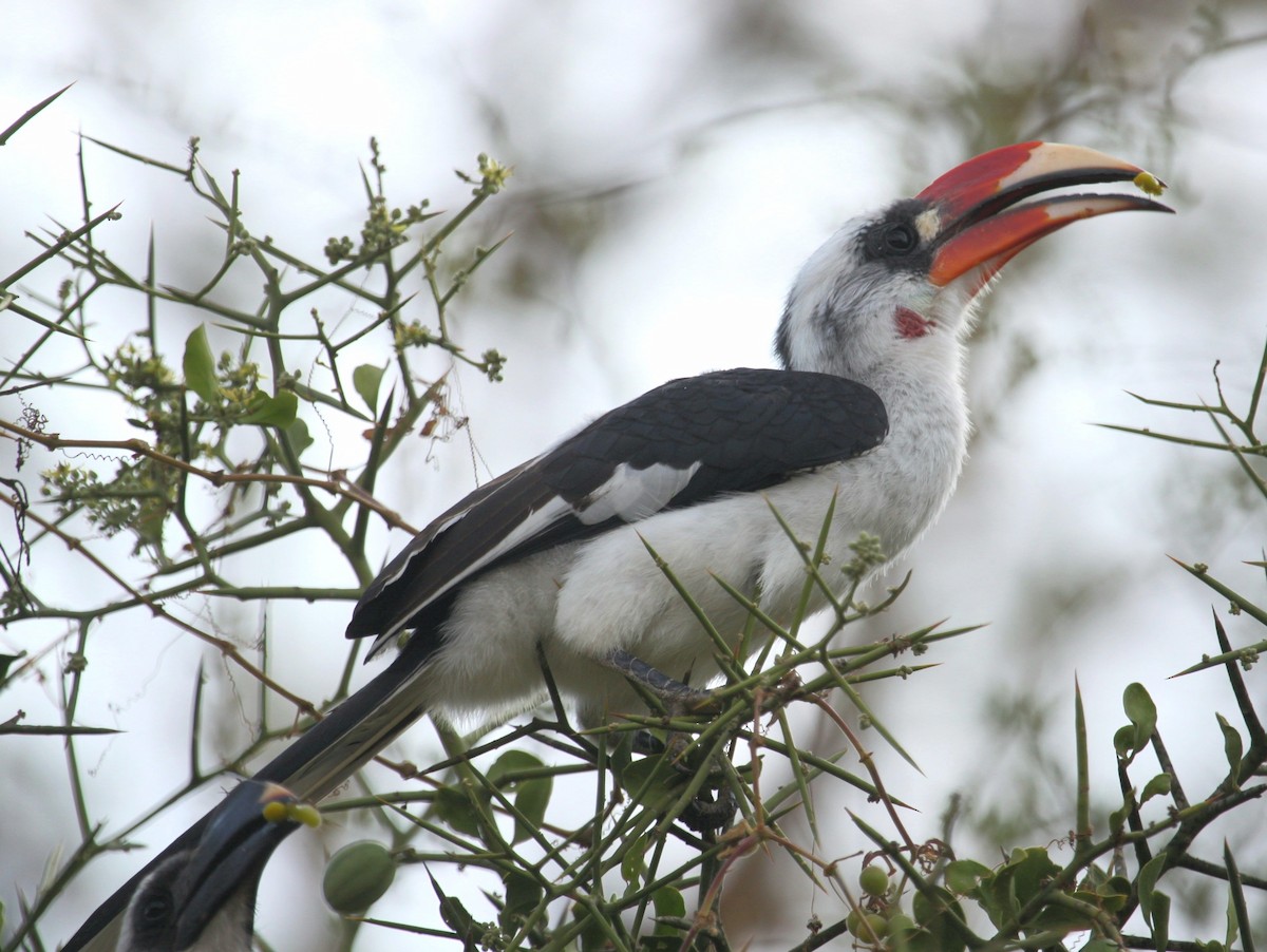 Von der Decken's Hornbill - Mustafa Adamjee