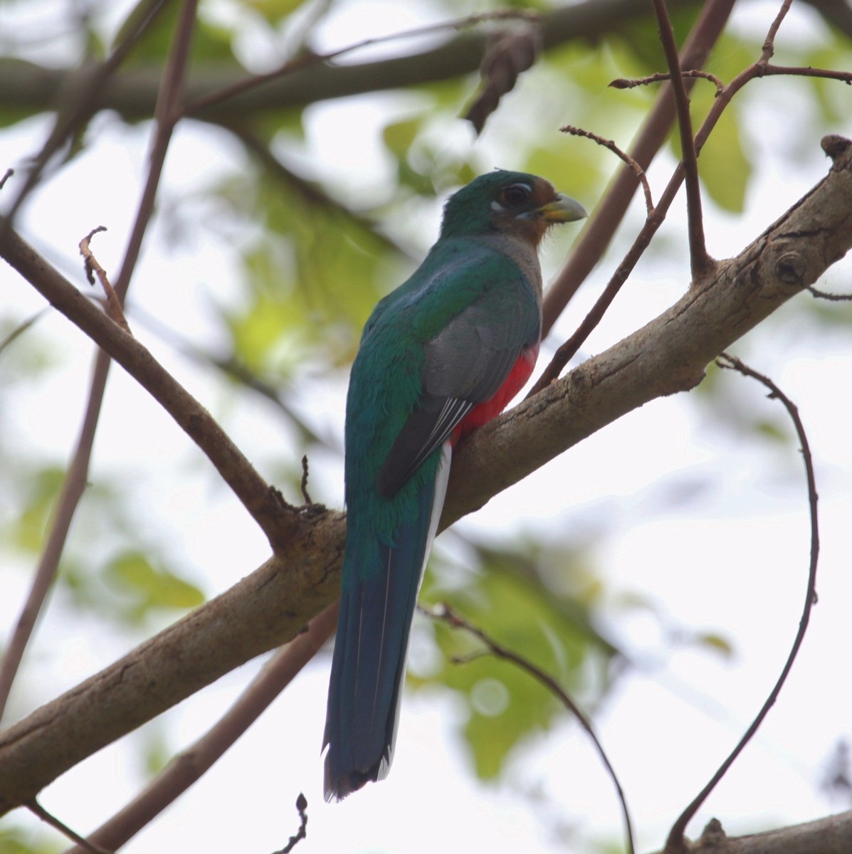 trogon africký - ML175405791