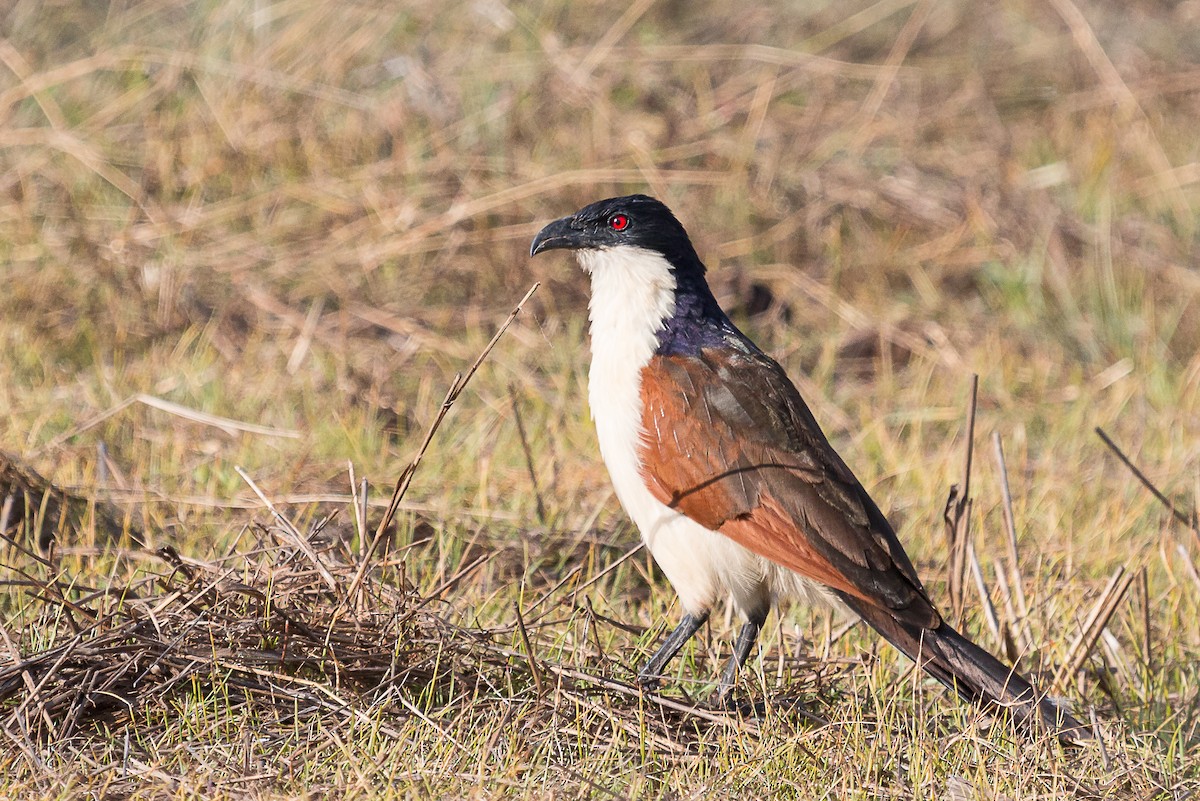 Coppery-tailed Coucal - Karin Coetzer