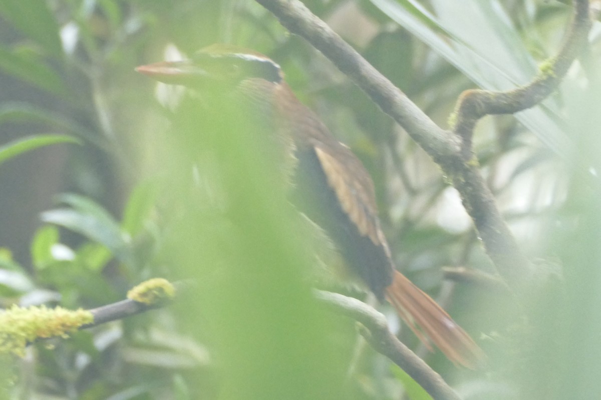 Sangihe Lilac Kingfisher - ML175408571