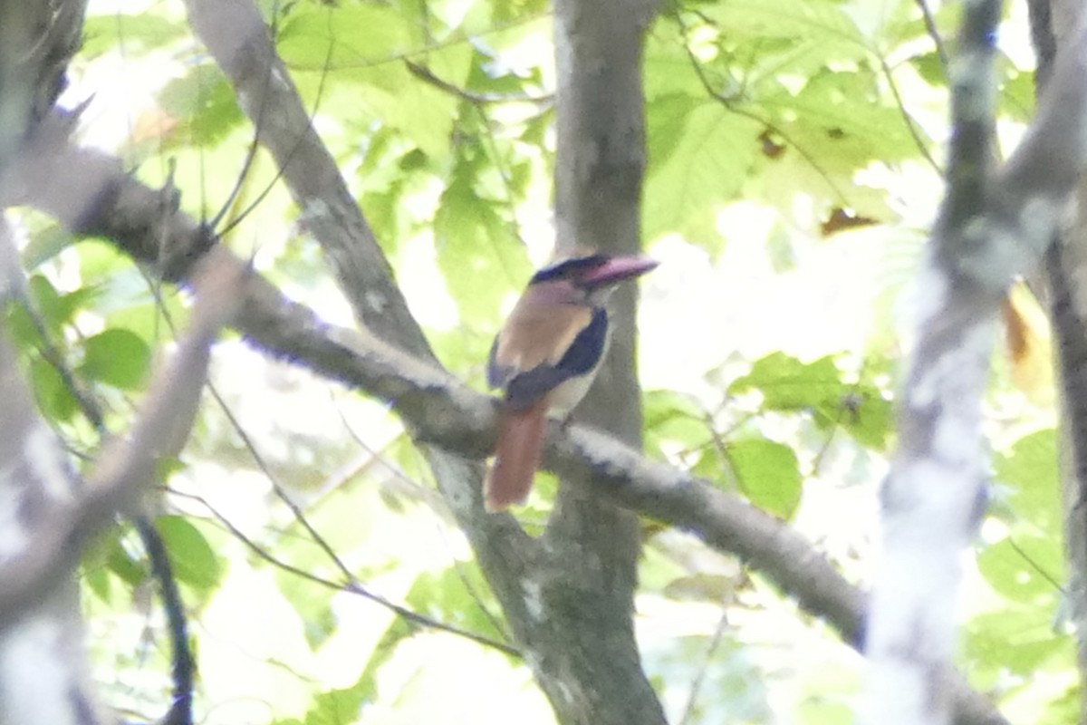 Sangihe Lilac Kingfisher - ML175408581