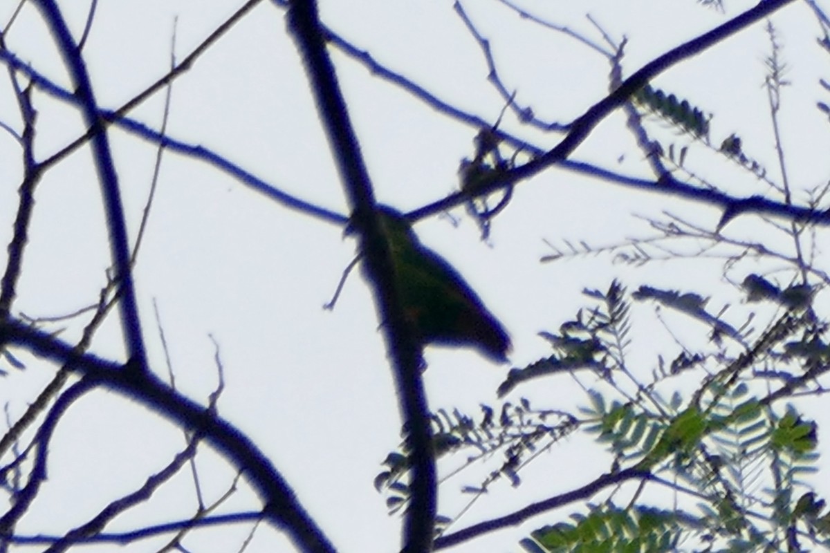 Sangihe Hanging-Parrot - ML175408591