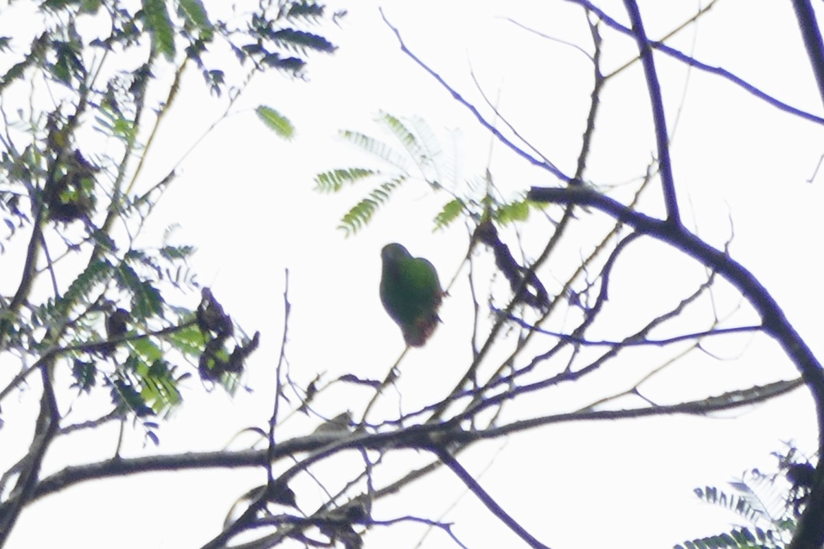 Sangihe Hanging-Parrot - ML175408601