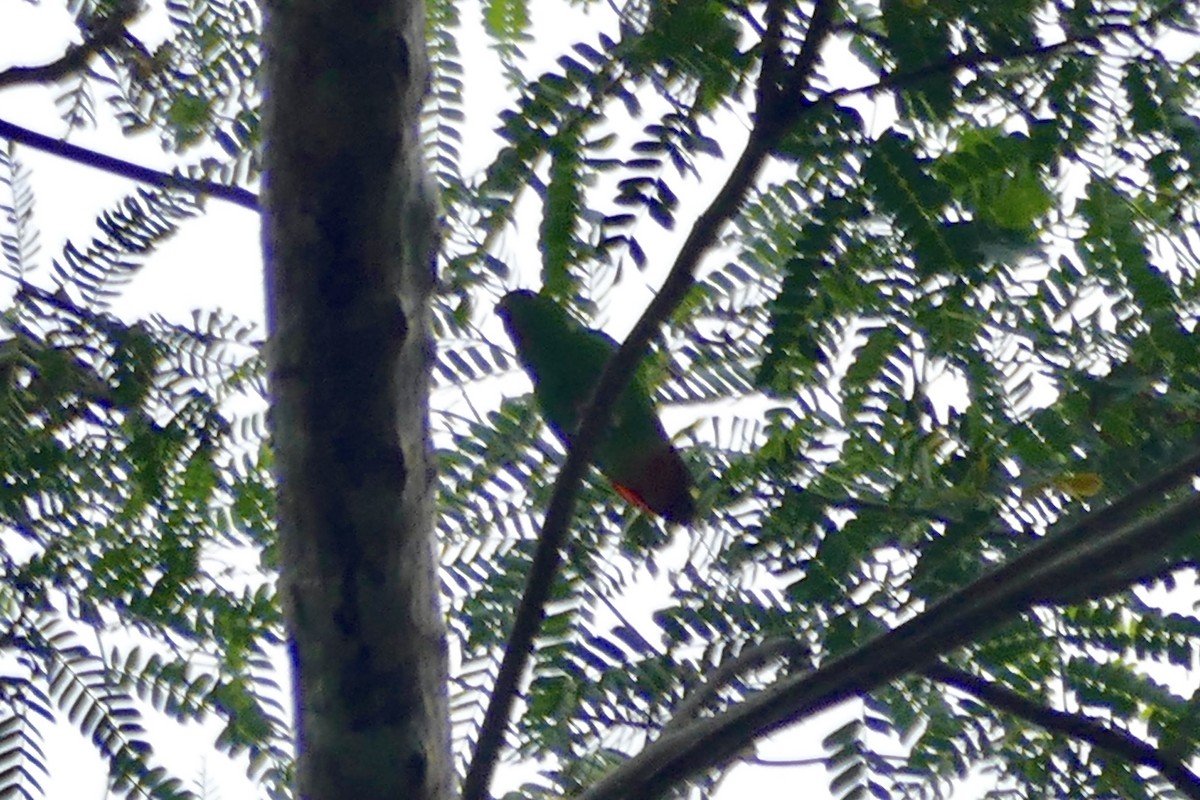 Sangihe Hanging-Parrot - ML175408611