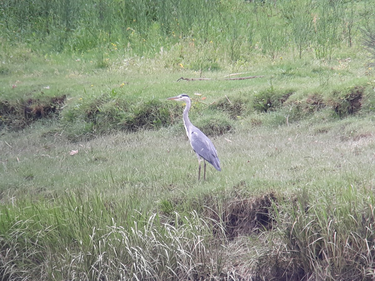 Gray Heron - ML175408741