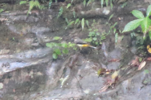 Gray Wagtail - ML175408751