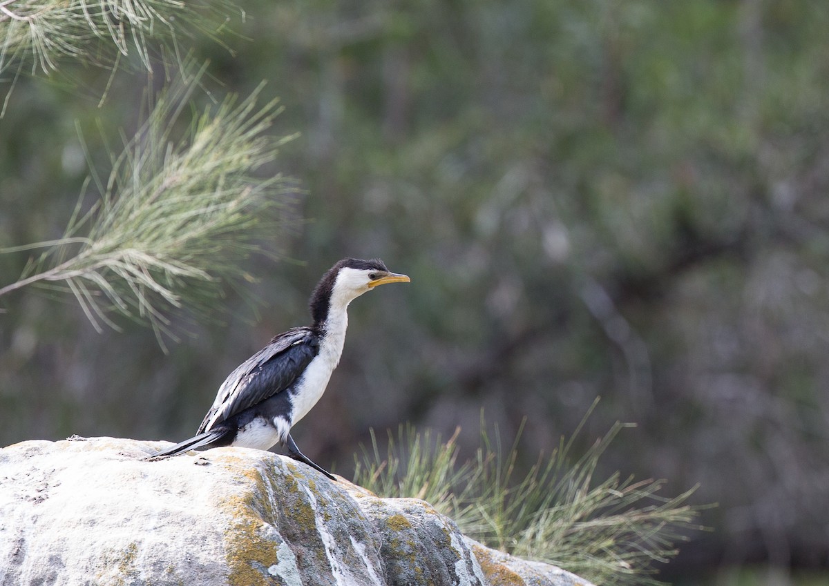 Пёстрый баклан - ML175408761