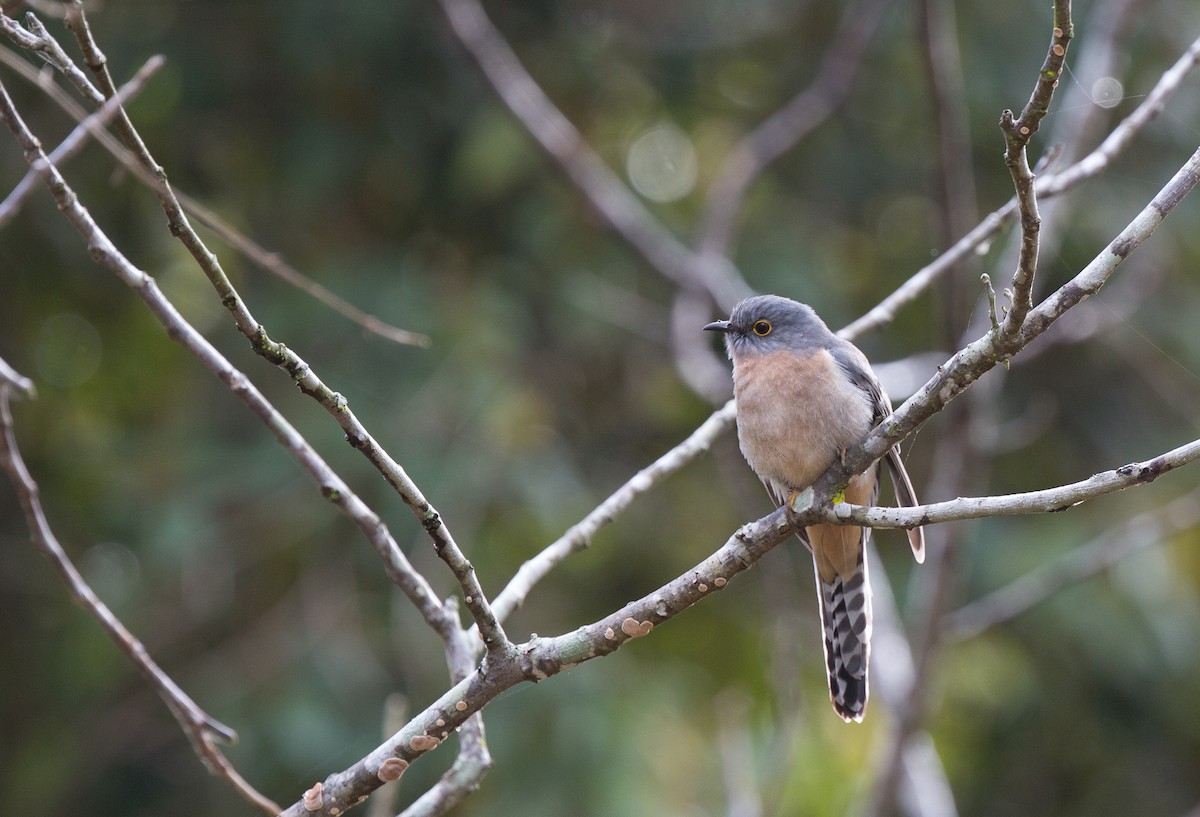 Веерохвостая кукушка - ML175408771