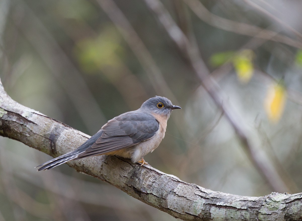 Веерохвостая кукушка - ML175408781