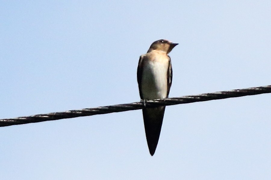 Pacific Swallow - ML175408801